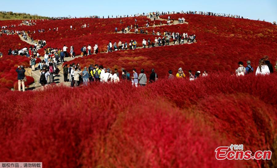 A couple take a picture in a field of fireweed, or Kochia scoparia, at the Hitachi Seaside Park in Hitachinaka, Japan, Oct. 22, 2018. Fireweed is a grass bush that takes on a bright red color in autumn. (Photo/Agencies)