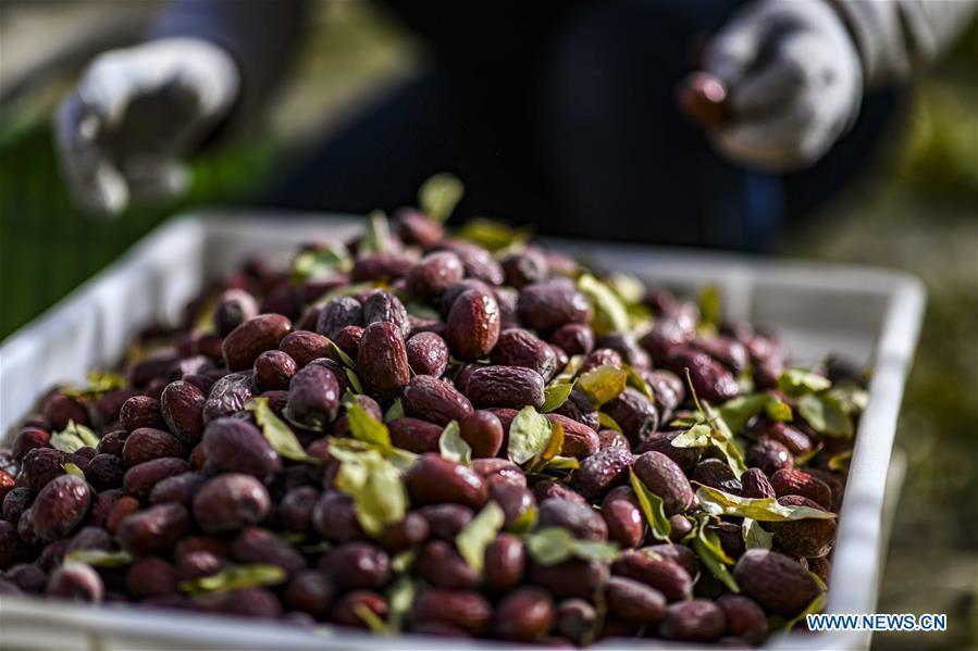 Eating dates
The date is one of the fruits on the market during Frost\'s Descent. Nutritious with a great number of vitamins, dates can nourish the blood, decrease blood pressure, and improve one\'s immunity. But eating too many could be harmful. Rotten dates can cause headaches and dizziness or even put people\'s lives in danger.