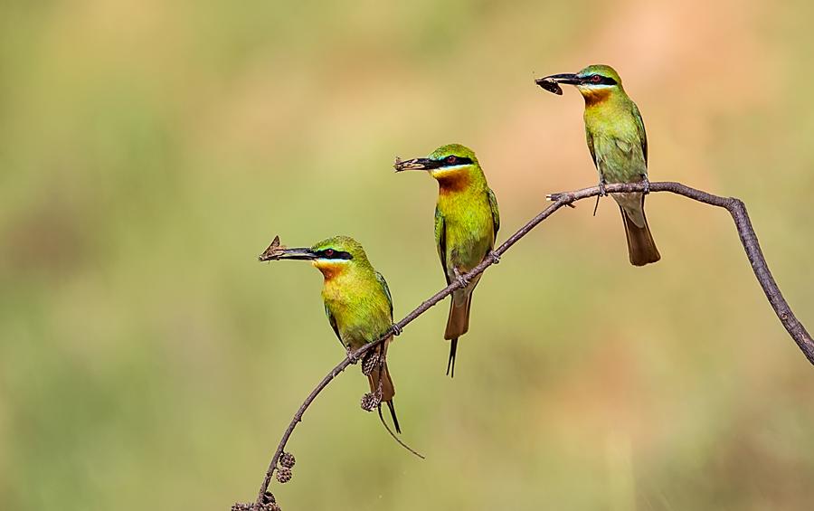 Blue-tailed bee-eaters (Merops philippinus) at Jinshawan wetland. (Photo provided to chinadaily.com.cn)
The Meishe River National Wetland Park, covering 14,000 square meters, took shape in nine months on top of a former waste dump last year.
Regarded as the largest functional eight-stage terraced field ever built in China, the wetland can treat 5,000-8,000 metric tons of domestic sewage every day and has become an oasis for water plants and all kinds of waterfowl. It has been awarded the appellation \