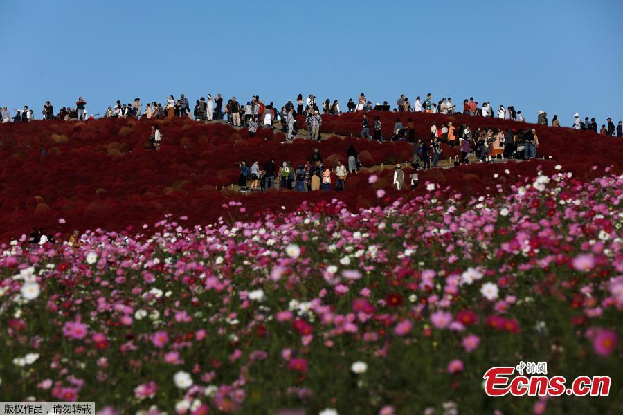 People walk in a field of fireweed, or Kochia scoparia, at the Hitachi Seaside Park in Hitachinaka, Japan, Oct. 22, 2018. Fireweed is a grass bush that takes on a bright red color in autumn. (Photo/Agencies)