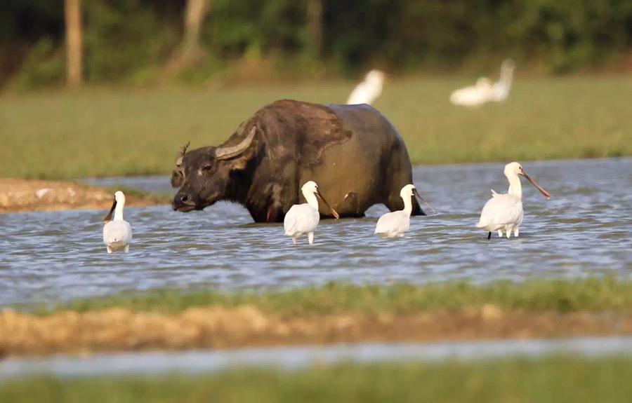 Rare birds stay in harmony with water buffalo at Dongzhaigang wetland. (Photo provided to chinadaily.com.cn)
The professor said that at the same time, the wetlands were playing a key role in the protection of native species diversity, highlighting local landscape features, cultivating a beautiful recreational environment for local residents and upgrading the urban quality of Haikou as a city. To date, Haikou has cleared more than 7.2 million square meters of black and odorous water areas through ecological restoration. Water quality has improved significantly and beautiful wetlands have been created along the rivers, lakes and seashores.
\