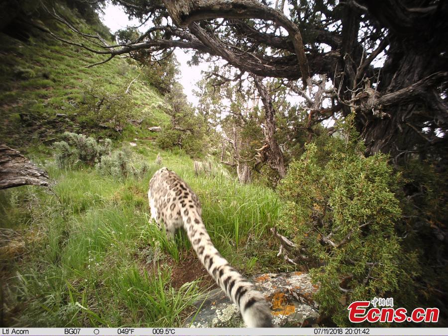 Photos taken by infrared camera and released by the Shanshui Conservation Center in Beijing, on October 23, International Snow Leopard Day, show a snow leopard in the Three-River Source National Nature Reserve (Sanjiangyuan) in Qinghai Province. China is currently home to 60 percent of the world’s habitat area of the endangered mountain cat. (Photo provided to China News Service)