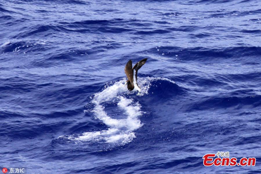 Photos taken from onboard the Chinese space-tracking ship Yuanwang-3 during its voyage in the Pacific Ocean, Oct. 23, 2018. Yuanwang-3 departed on Oct. 2 to carry out four maritime space monitoring and communication missions for the BeiDou-3 and other satellites in the Pacific Ocean. (Photo/IC)