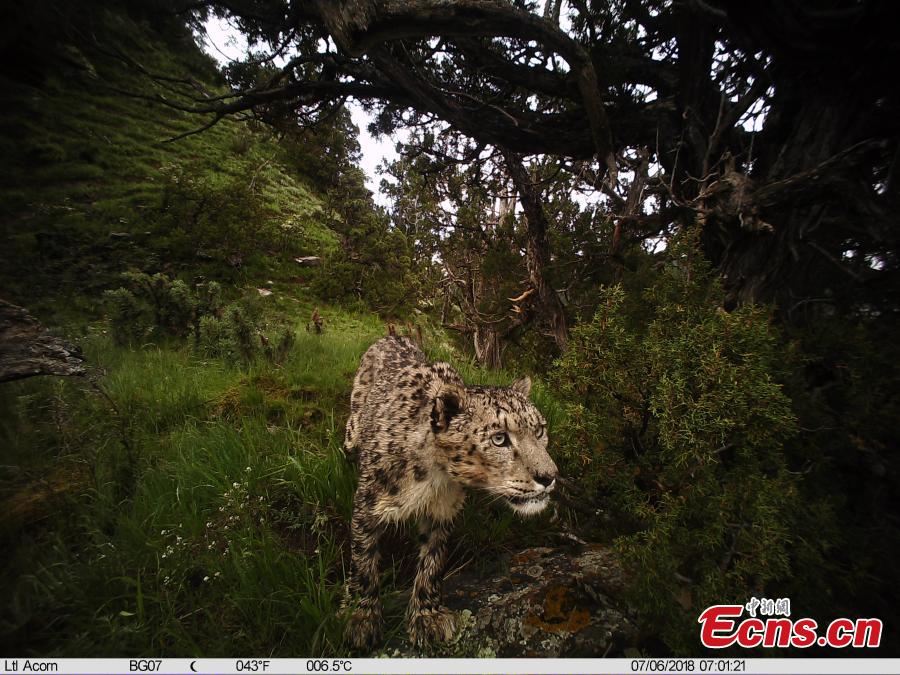 Photos taken by infrared camera and released by the Shanshui Conservation Center in Beijing, on October 23, International Snow Leopard Day, show a snow leopard in the Three-River Source National Nature Reserve (Sanjiangyuan) in Qinghai Province. China is currently home to 60 percent of the world’s habitat area of the endangered mountain cat. (Photo provided to China News Service)