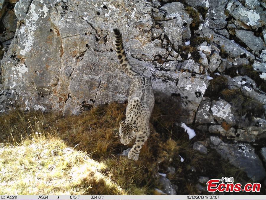 Photos taken by infrared camera and released by the Shanshui Conservation Center in Beijing, on October 23, International Snow Leopard Day, show a snow leopard in the Three-River Source National Nature Reserve (Sanjiangyuan) in Qinghai Province. China is currently home to 60 percent of the world’s habitat area of the endangered mountain cat. (Photo provided to China News Service)