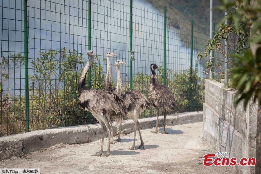 Animals are evacuated from a zoo before an approaching forest fire in Ba?os de Agua Santa, Ecuador, Oct. 21, 2018. (Photo/Agencies)