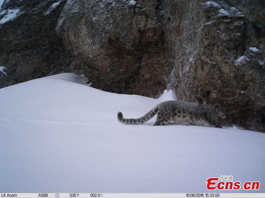 Photos taken by infrared camera and released by the Shanshui Conservation Center in Beijing, on October 23, International Snow Leopard Day, show a snow leopard in the Three-River Source National Nature Reserve (Sanjiangyuan) in Qinghai Province. China is currently home to 60 percent of the world’s habitat area of the endangered mountain cat. (Photo provided to China News Service)