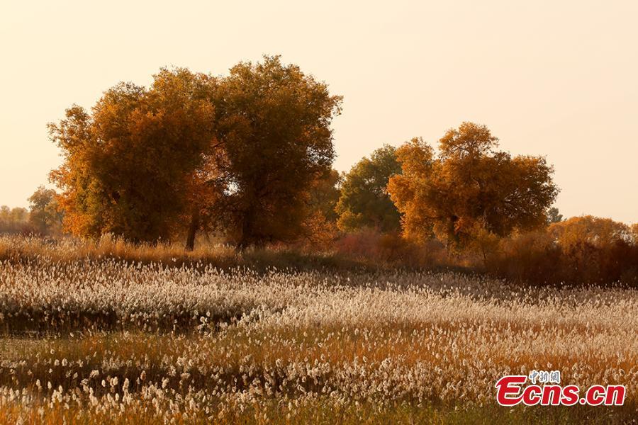 A view of a forest of desert poplar or populus euphratica in the Tarim Basin area under the administration of a unit of the Xinjiang Production and Construction Corps in northwest China’s Xinjiang Uygur Autonomous Region. Tarim Basin and neighboring areas are home to a wide distribution of desert poplar, which attracts tourists during autumn for the striking golden hue of its leaves. (Photo: China News Service/Li Xiaoling)