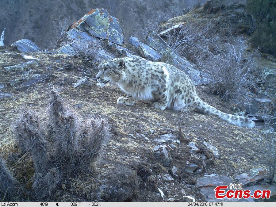 Photos taken by infrared camera and released by the Shanshui Conservation Center in Beijing, on October 23, International Snow Leopard Day, show a snow leopard in the Three-River Source National Nature Reserve (Sanjiangyuan) in Qinghai Province. China is currently home to 60 percent of the world’s habitat area of the endangered mountain cat. (Photo provided to China News Service)