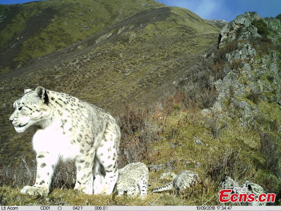 Photos taken by infrared camera and released by the Shanshui Conservation Center in Beijing, on October 23, International Snow Leopard Day, show a snow leopard in the Three-River Source National Nature Reserve (Sanjiangyuan) in Qinghai Province. China is currently home to 60 percent of the world’s habitat area of the endangered mountain cat. (Photo provided to China News Service)