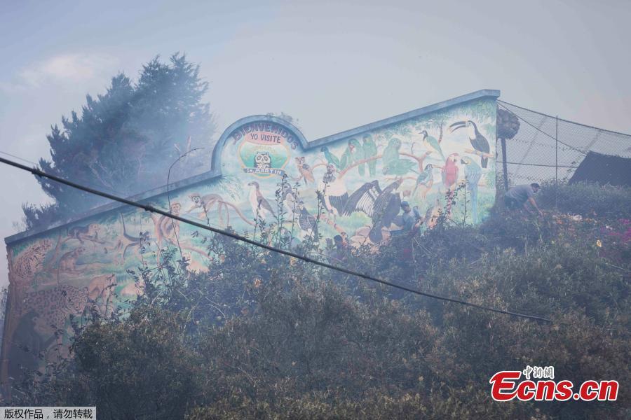 Animals are evacuated from a zoo before an approaching forest fire in Ba?os de Agua Santa, Ecuador, Oct. 21, 2018. (Photo/Agencies)