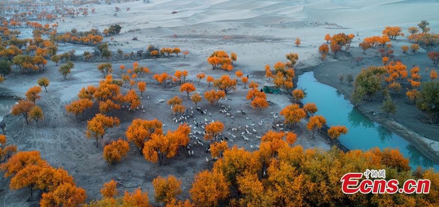 A view of a forest of desert poplar or populus euphratica in the Tarim Basin area under the administration of a unit of the Xinjiang Production and Construction Corps in northwest China’s Xinjiang Uygur Autonomous Region. Tarim Basin and neighboring areas are home to a wide distribution of desert poplar, which attracts tourists during autumn for the striking golden hue of its leaves. (Photo: China News Service/Li Xiaoling)