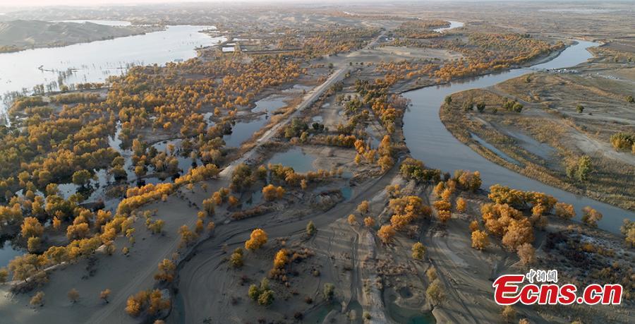 A view of a forest of desert poplar or populus euphratica in the Tarim Basin area under the administration of a unit of the Xinjiang Production and Construction Corps in northwest China’s Xinjiang Uygur Autonomous Region. Tarim Basin and neighboring areas are home to a wide distribution of desert poplar, which attracts tourists during autumn for the striking golden hue of its leaves. (Photo: China News Service/Li Xiaoling)