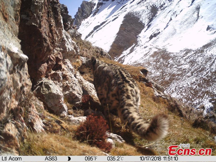 Photos taken by infrared camera and released by the Shanshui Conservation Center in Beijing, on October 23, International Snow Leopard Day, show a snow leopard in the Three-River Source National Nature Reserve (Sanjiangyuan) in Qinghai Province. China is currently home to 60 percent of the world’s habitat area of the endangered mountain cat. (Photo provided to China News Service)