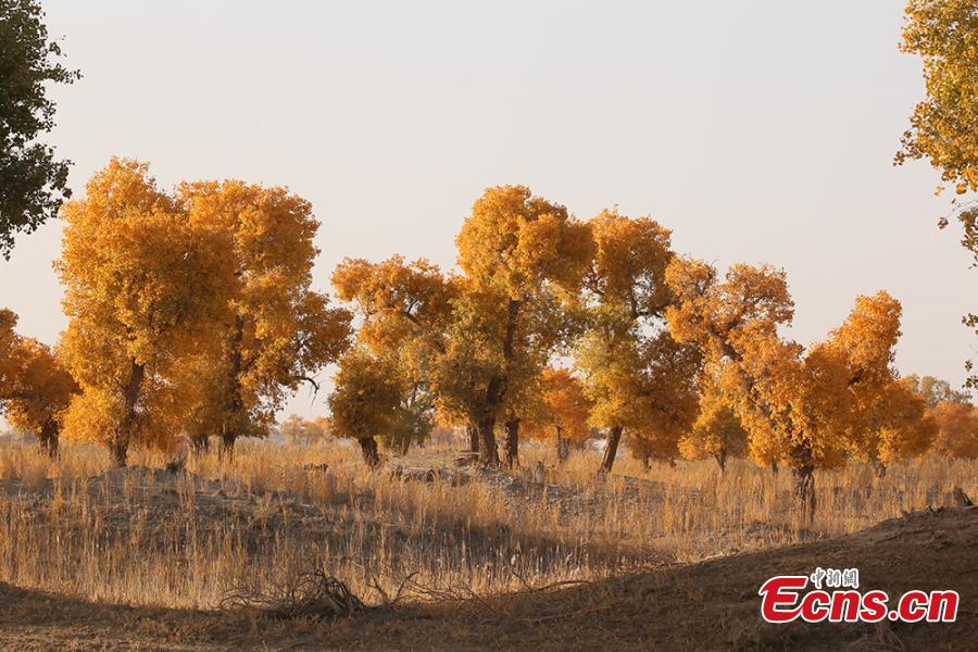 A view of a forest of desert poplar or populus euphratica in the Tarim Basin area under the administration of a unit of the Xinjiang Production and Construction Corps in northwest China’s Xinjiang Uygur Autonomous Region. Tarim Basin and neighboring areas are home to a wide distribution of desert poplar, which attracts tourists during autumn for the striking golden hue of its leaves. (Photo: China News Service/Li Xiaoling)