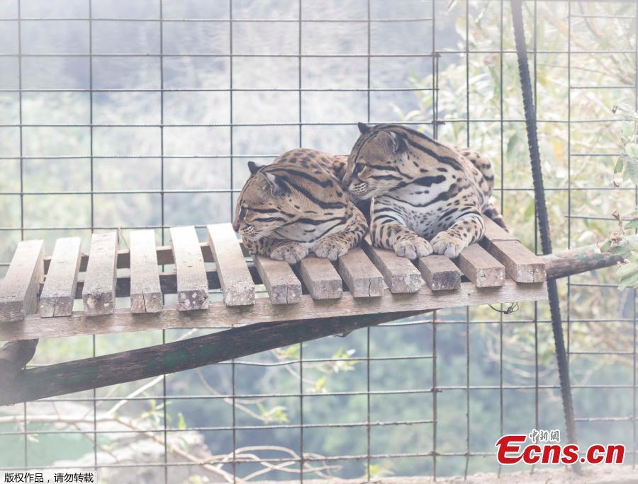 Animals are evacuated from a zoo before an approaching forest fire in Ba?os de Agua Santa, Ecuador, Oct. 21, 2018. (Photo/Agencies)