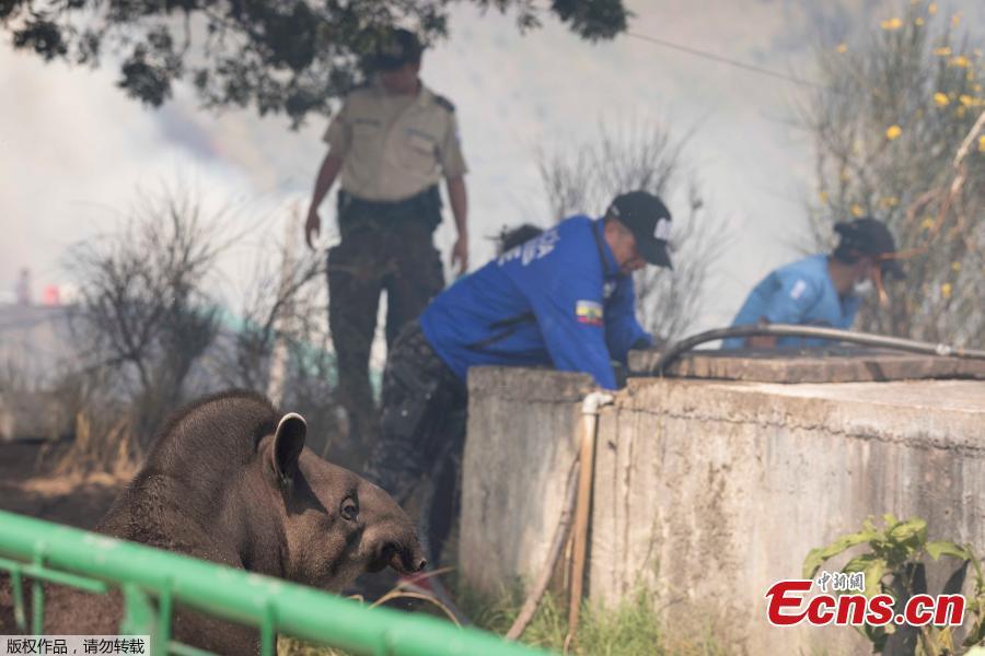 Animals are evacuated from a zoo before an approaching forest fire in Ba?os de Agua Santa, Ecuador, Oct. 21, 2018. (Photo/Agencies)