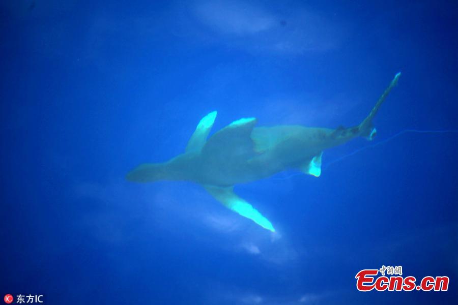 Photos taken from onboard the Chinese space-tracking ship Yuanwang-3 during its voyage in the Pacific Ocean, Oct. 23, 2018. Yuanwang-3 departed on Oct. 2 to carry out four maritime space monitoring and communication missions for the BeiDou-3 and other satellites in the Pacific Ocean. (Photo/IC)