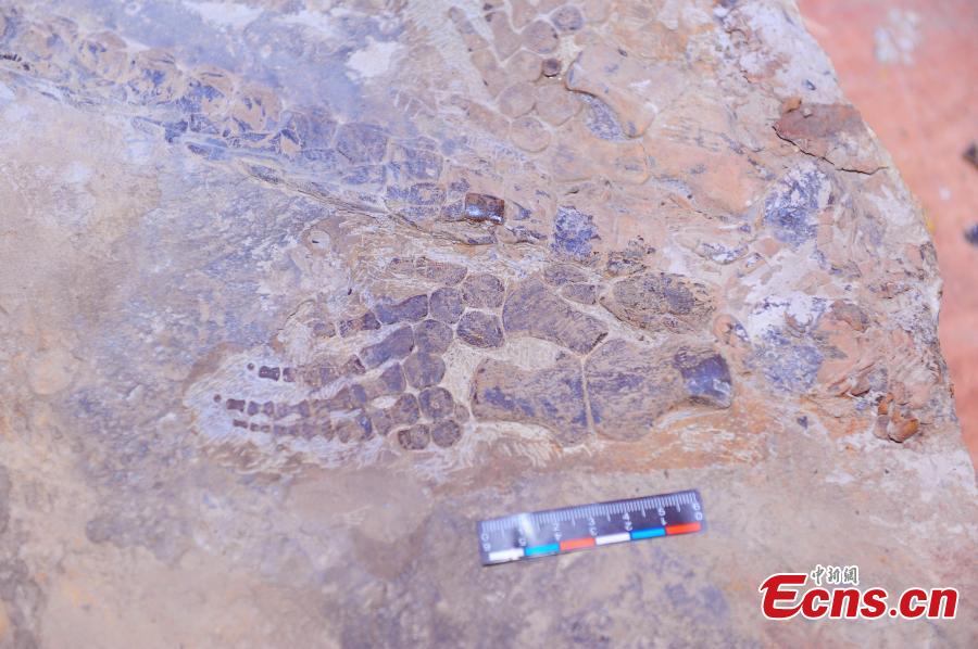 A fossil of a reptile of the Hupehsuchia species, measuring approximately 1.8 meters long, found in a geopark in Yuan’an County, Central China’s Hubei Province. (Photo: China News Service/Liu Kang)