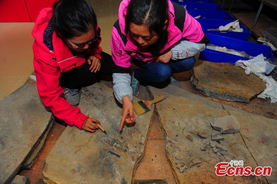 A fossil of a reptile of the Hupehsuchia species found in a geopark in Yuan’an County, Central China’s Hubei Province, Oct. 24, 2018. (Photo: China News Service/Liu Kang)