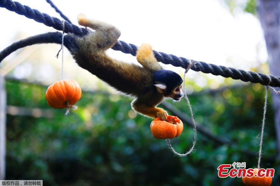 A squirrel monkey interacts with a pumpkin during a photocall at London Zoo in London, Britain, Oct. 25, 2018. (Photo/Agencies)