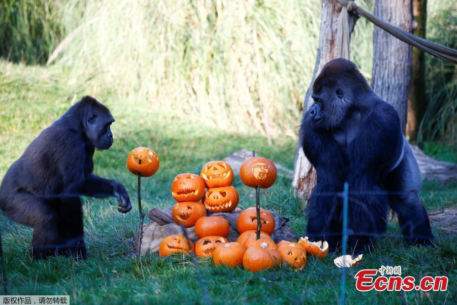 Gorillas interact with pumpkins during a photocall at London Zoo in London, Britain, Oct. 25, 2018. (Photo/Agencies)