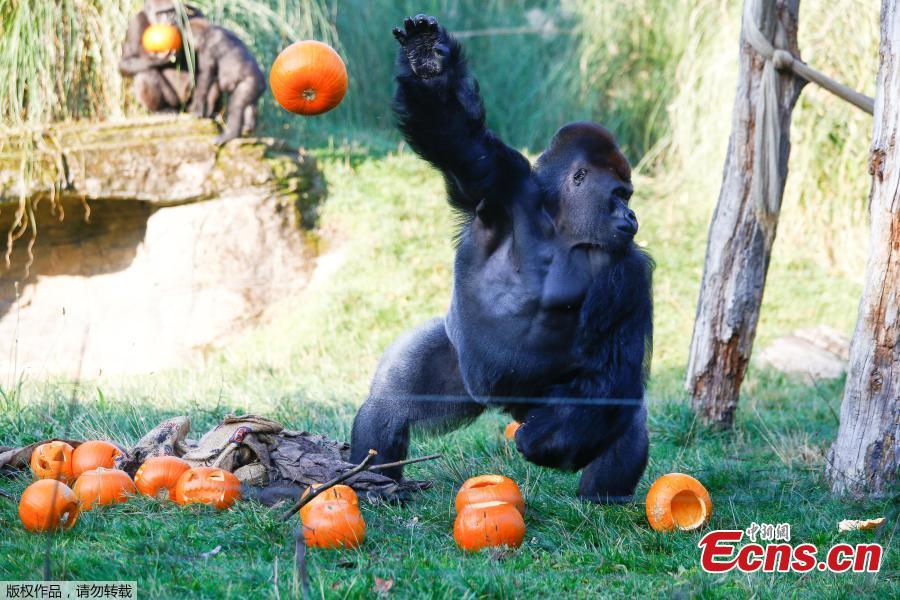 A gorilla interacts with pumpkins during a photocall at London Zoo in London, Britain, Oct. 25, 2018. (Photo/Agencies)