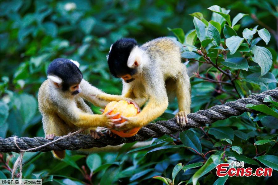 Squirrel monkeys interact with a pumpkin during a photocall at London Zoo in London, Britain, Oct. 25, 2018. (Photo/Agencies)