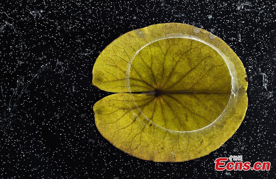 Hannu Ahonen of Finlan, with photo “A lily pad in the first ice,” is the winner of Plants and Fungi category at the European Wildlife Photographer of the Year 2018. (Photo/Agencies)