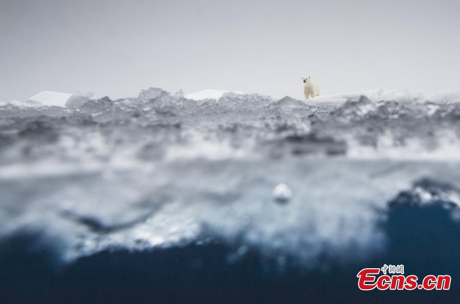 Ole Jorgen Liodden of Norway, with photo “Polar bear world,” is the runner-up of Mammals category at the European Wildlife Photographer of the Year 2018. (Photo/Agencies)
