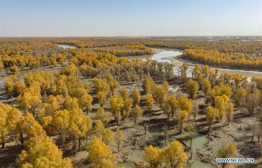 Forests of desert poplar are seen in Yuli County, northwest China\'s Xinjiang Uygur Autonomous Region, Oct. 25, 2018. Xinjiang has infused 7 billion cubic meters of water to the dry trunk stream of the lower reaches of the Tarim River in 18 rounds of water diversion since 2000, making the local forest of desert poplar a tourist attraction.(Xinhua/Zhao Ge)