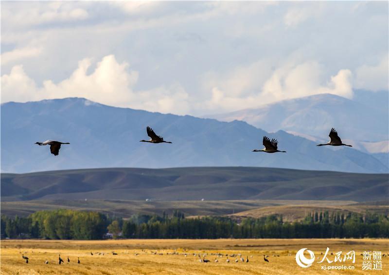 Late autumn is when Zhaosu, a county-level city in northwest China\'s Xinjiang Uygur Autonomous Region, attracts large numbers of migratory birds including grey cranes, wild ducks and swans thanks to its favorable ecological environment. The city is praised as \