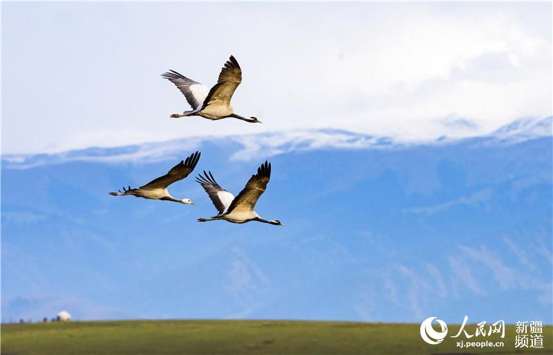 Late autumn is when Zhaosu, a county-level city in northwest China\'s Xinjiang Uygur Autonomous Region, attracts large numbers of migratory birds including grey cranes, wild ducks and swans thanks to its favorable ecological environment. The city is praised as \