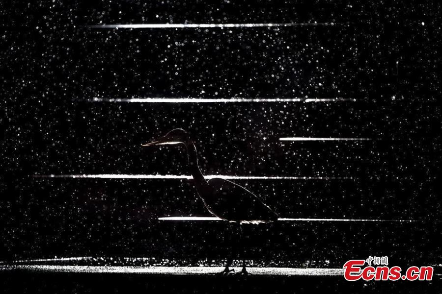Jan LeBmann of German, with photo “Night shadow,” is the runner-up of Nature?s Studio category at the European Wildlife Photographer of the Year 2018. (Photo/Agencies)