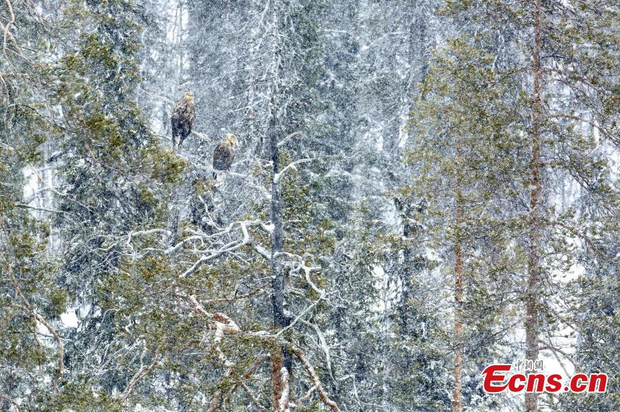 Andrés Miguel, with photo “In a snowstorm,” is the runner-up of Birds category at the European Wildlife Photographer of the Year 2018. (Photo/Agencies)