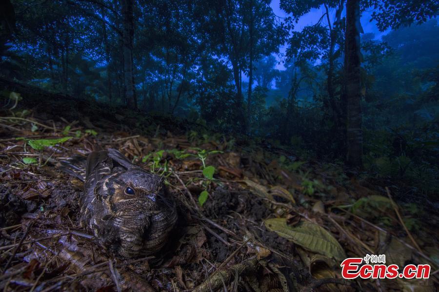Jaime Culebras of Spain, with photo “Mother to be,” is the winner of Birds category at the European Wildlife Photographer of the Year 2018. (Photo/Agencies)
The Society of German Nature Photographers (GDT) presents the award-winning images of the competition European Wildlife Photographer of the Year 2018.