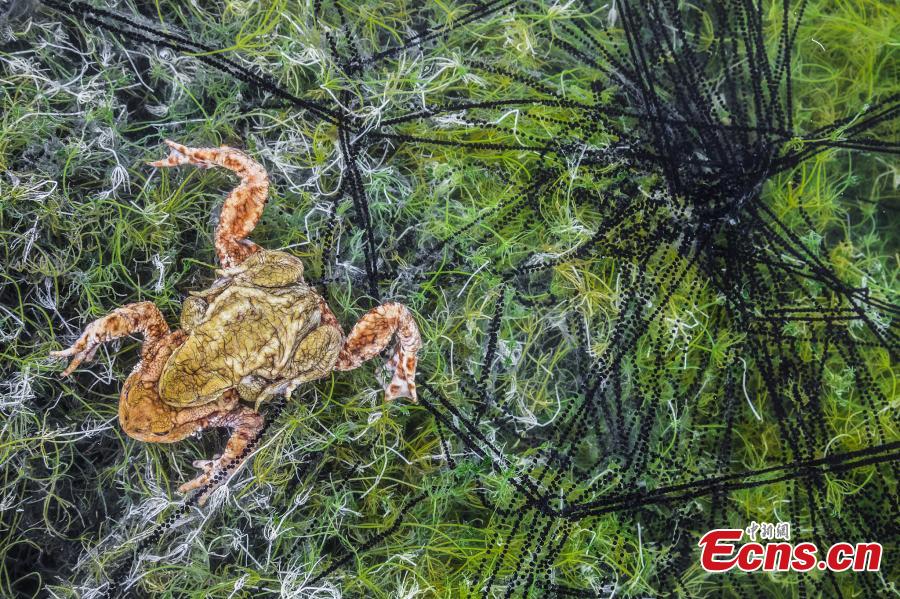 Georg Kantioler of Italy, with photo “Mating toads,” is the runner-up of Other Animals category at the European Wildlife Photographer of the Year 2018. (Photo/Agencies)