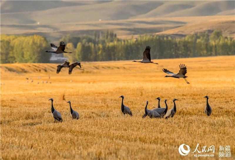 Late autumn is when Zhaosu, a county-level city in northwest China\'s Xinjiang Uygur Autonomous Region, attracts large numbers of migratory birds including grey cranes, wild ducks and swans thanks to its favorable ecological environment. The city is praised as \