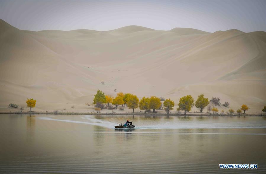 Trees of desert poplar are seen in Yuli County, northwest China\'s Xinjiang Uygur Autonomous Region, Oct. 17, 2018. Xinjiang has infused 7 billion cubic meters of water to the dry trunk stream of the lower reaches of the Tarim River in 18 rounds of water diversion since 2000, making the local forest of desert poplar a tourist attraction.(Xinhua/Zhao Ge)