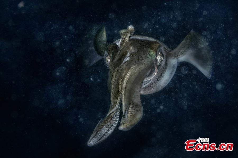 Claudio Ceresi of Italy, with photo “Alien starship,” is the winner of the Underwater World category at the European Wildlife Photographer of the Year 2018. (Photo/Agencies)