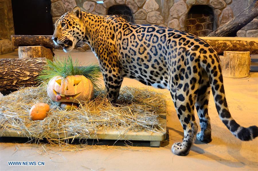 A jaguar eats its breakfast in Nizhny Novgorod, Russia, on Oct. 30, 2018. Zoo \