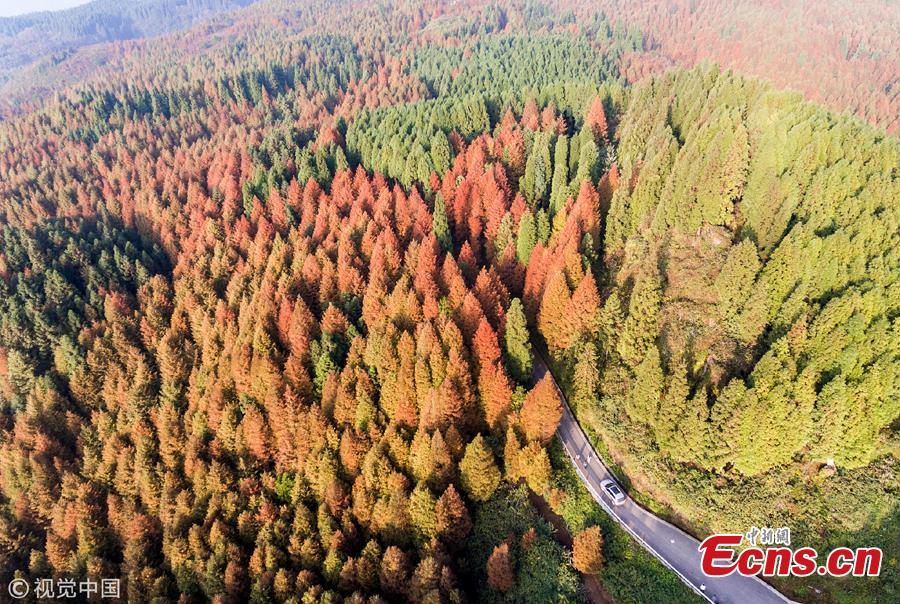 An aerial view of the forest at Shanwangping Karst Ecological Park in Nanchuan District of Southwest China’s Chongqing Municipality, Oct. 30, 2018. The splendid autumn colors have attracted many tourists. (Photo/VCG)