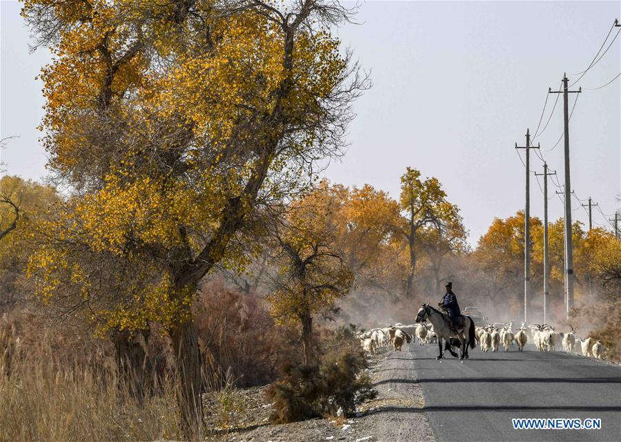 A shepherd grazes sheep around desert poplar trees in Yuli County sitting in the middle and lower reaches of Tarim River, northwest China\'s Xinjiang Uygur Autonomous Region, Oct. 25, 2018. The Tarim River, China\'s longest inland river, runs 1,321 kilometers along the rim of the barren Tarim Basin. Xinjiang has infused 7 billion cubic meters of water to the dry trunk stream of the lower reaches of the Tarim River in 18 rounds of water diversion since 2000, making the local forest of desert poplar a tourist attraction. (Xinhua/Zhao Ge)