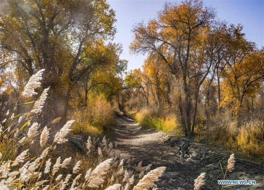 Photo taken on Oct. 25, 2018 shows desert poplar trees along a road in Luntai County sitting in the middle and lower reaches of Tarim River, northwest China\'s Xinjiang Uygur Autonomous Region. The Tarim River, China\'s longest inland river, runs 1,321 kilometers along the rim of the barren Tarim Basin. Xinjiang has infused 7 billion cubic meters of water to the dry trunk stream of the lower reaches of the Tarim River in 18 rounds of water diversion since 2000, making the local forest of desert poplar a tourist attraction. (Xinhua/Zhao Ge)