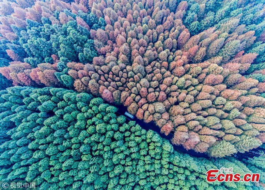An aerial view of the forest at Shanwangping Karst Ecological Park in Nanchuan District of Southwest China’s Chongqing Municipality, Oct. 30, 2018. The splendid autumn colors have attracted many tourists. (Photo/VCG)