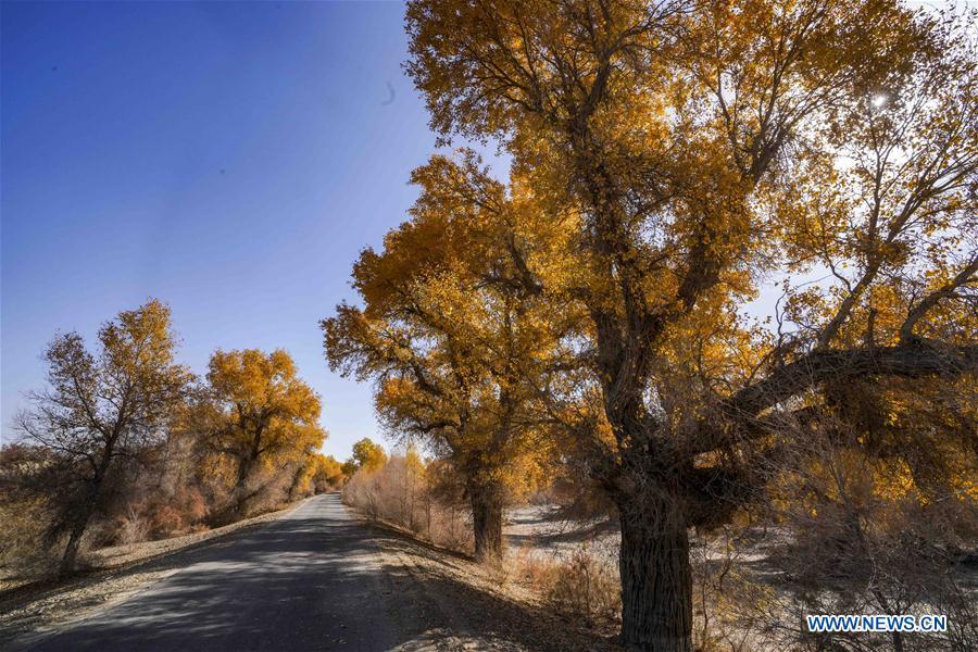 Photo taken on Oct. 25, 2018 shows desert poplar trees along a road in Yuli County sitting in the middle and lower reaches of Tarim River, northwest China\'s Xinjiang Uygur Autonomous Region. The Tarim River, China\'s longest inland river, runs 1,321 kilometers along the rim of the barren Tarim Basin. Xinjiang has infused 7 billion cubic meters of water to the dry trunk stream of the lower reaches of the Tarim River in 18 rounds of water diversion since 2000, making the local forest of desert poplar a tourist attraction. (Xinhua/Zhao Ge)