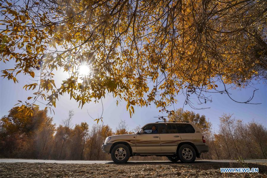 A car travels on a road flanked by desert poplar trees in Yuli County sitting in the middle and lower reaches of Tarim River, northwest China\'s Xinjiang Uygur Autonomous Region, Oct. 25, 2018. The Tarim River, China\'s longest inland river, runs 1,321 kilometers along the rim of the barren Tarim Basin. Xinjiang has infused 7 billion cubic meters of water to the dry trunk stream of the lower reaches of the Tarim River in 18 rounds of water diversion since 2000, making the local forest of desert poplar a tourist attraction. (Xinhua/Zhao Ge)