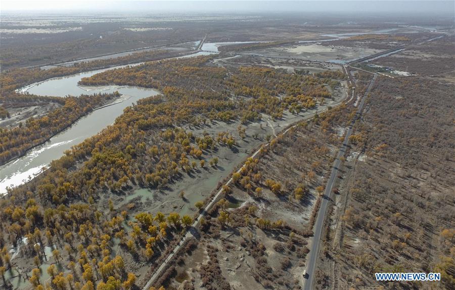 Aerial photo taken on Oct. 25, 2018 shows large areas of desert poplar trees in Yuli County sitting in the middle and lower reaches of Tarim River, northwest China\'s Xinjiang Uygur Autonomous Region. The Tarim River, China\'s longest inland river, runs 1,321 kilometers along the rim of the barren Tarim Basin. Xinjiang has infused 7 billion cubic meters of water to the dry trunk stream of the lower reaches of the Tarim River in 18 rounds of water diversion since 2000, making the local forest of desert poplar a tourist attraction. (Xinhua/Zhao Ge)