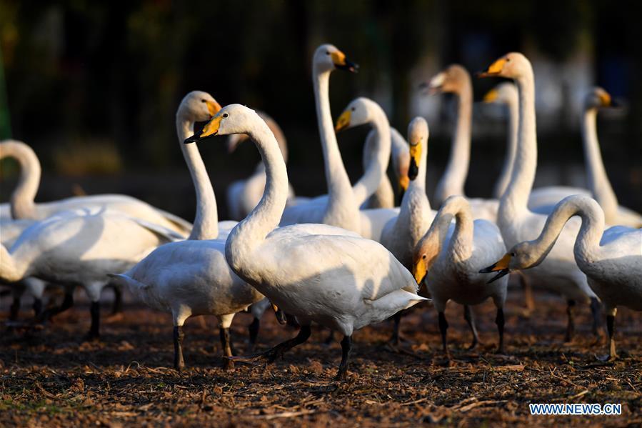 Wild swans are seen at a wetland in Pinglu, north China\'s Shanxi Province, Oct. 30, 2018. Migratory wild swans recently came to the wetland to spend the winter. (Xinhua/Yang Chenguang)