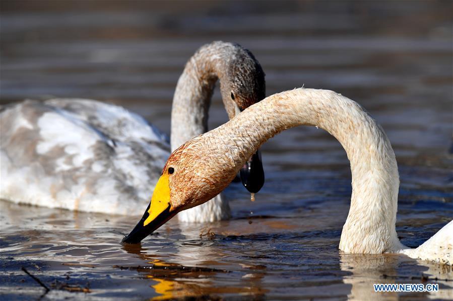 Wild swans are seen at a wetland in Pinglu, north China\'s Shanxi Province, Oct. 31, 2018. Migratory wild swans recently came to the wetland to spend the winter. (Xinhua/Zhan Yan)